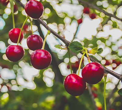 Cherries on a tree