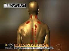 brown fat